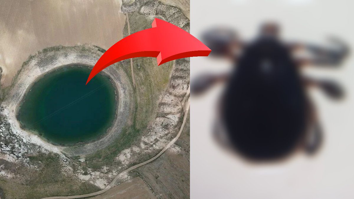 Yazın uğrak noktasıydı! Keneler yüzünden boş kaldı: Artık kimse gitmiyor