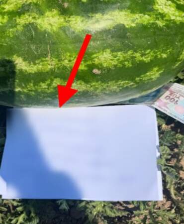 Yoldan geçen biri tarlasından karpuz aldı, bıraktığı not ise duygulandırdı: “Böyle güzel yürekli insanlar hala var mı?”