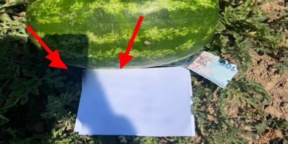 Yoldan geçen biri tarlasından karpuz aldı, bıraktığı not ise duygulandırdı: “Böyle güzel yürekli insanlar hala var mı?”