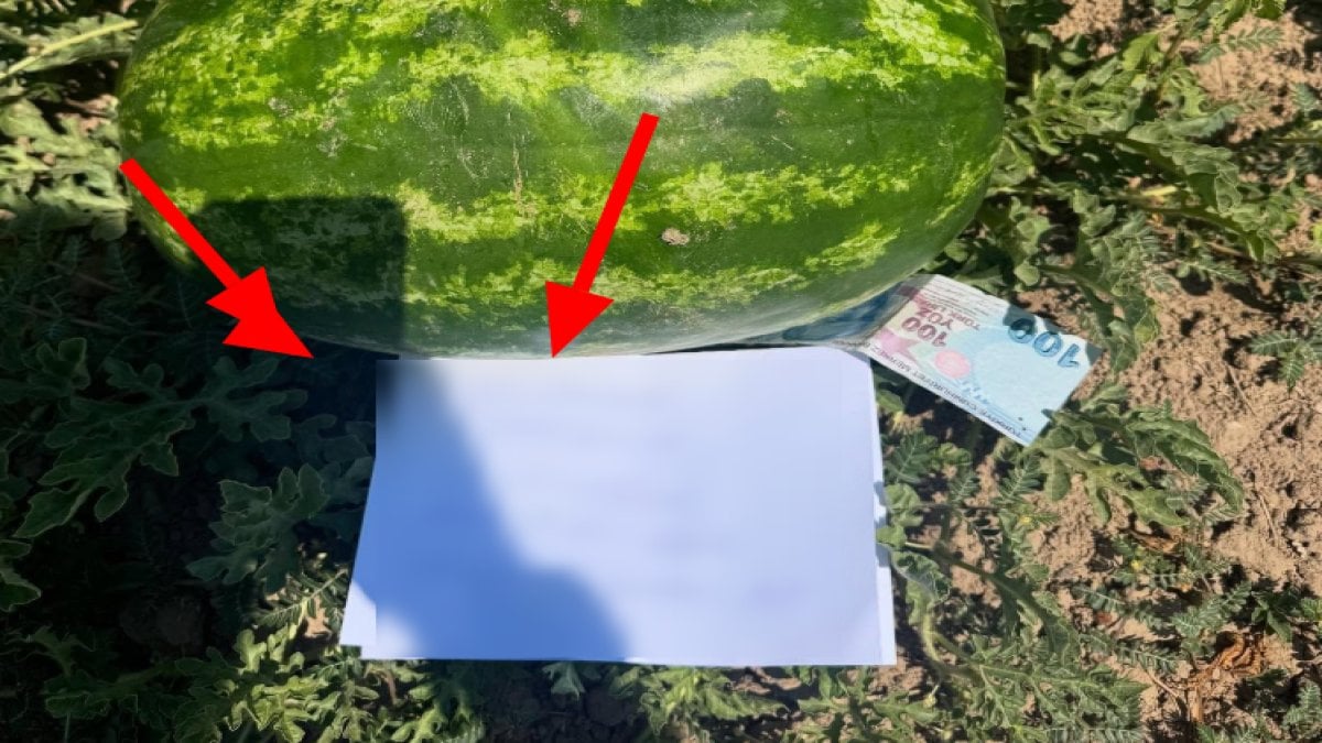Yoldan geçen biri tarlasından karpuz aldı, bıraktığı not ise duygulandırdı: “Böyle güzel yürekli insanlar hala var mı?”