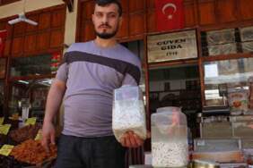 Doğada kendi kendine yetişiyor sütü servet kazandırıyor! Kilosu altına eşdeğer, 12 bin TL’ye satılıyor