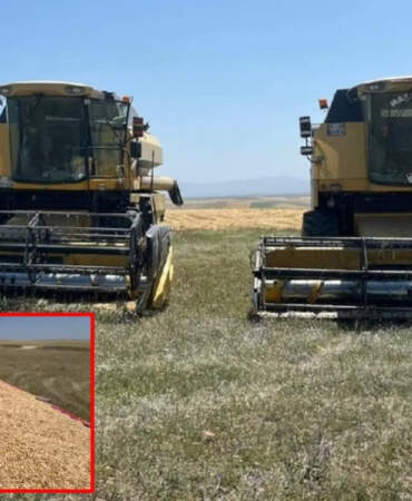“Olmaz” dediler, o yaptı! Ata tohumundan 11 tonluk mucize: Beklentinin ötesinde verim elde etti