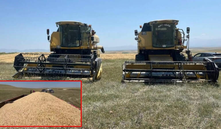 “Olmaz” dediler, o yaptı! Ata tohumundan 11 tonluk mucize: Beklentinin ötesinde verim elde etti