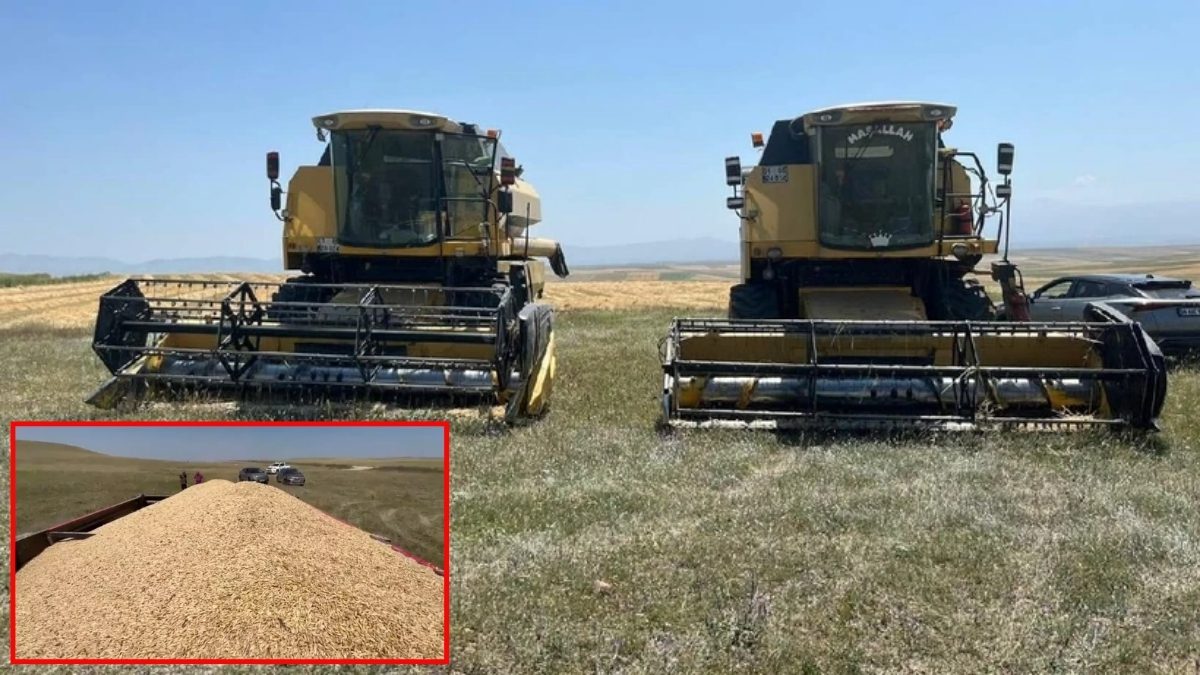 “Olmaz” dediler, o yaptı! Ata tohumundan 11 tonluk mucize: Beklentinin ötesinde verim elde etti