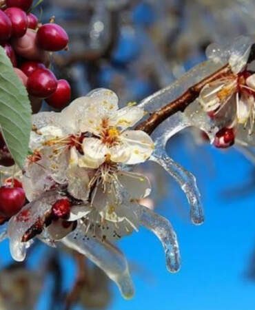Zirai don kirazda kriz yarattı! Sadece kirazlar değil çiftçinin cebi de dondu: 61 bin ton ihracat kaybı yaşandı