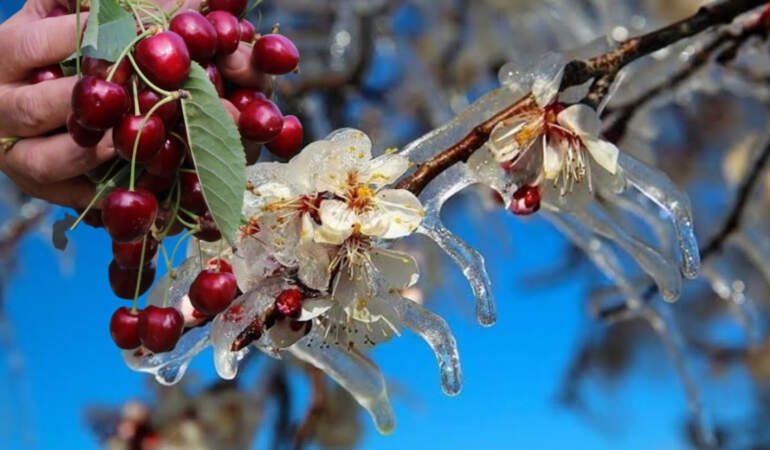 Zirai don kirazda kriz yarattı! Sadece kirazlar değil çiftçinin cebi de dondu: 61 bin ton ihracat kaybı yaşandı