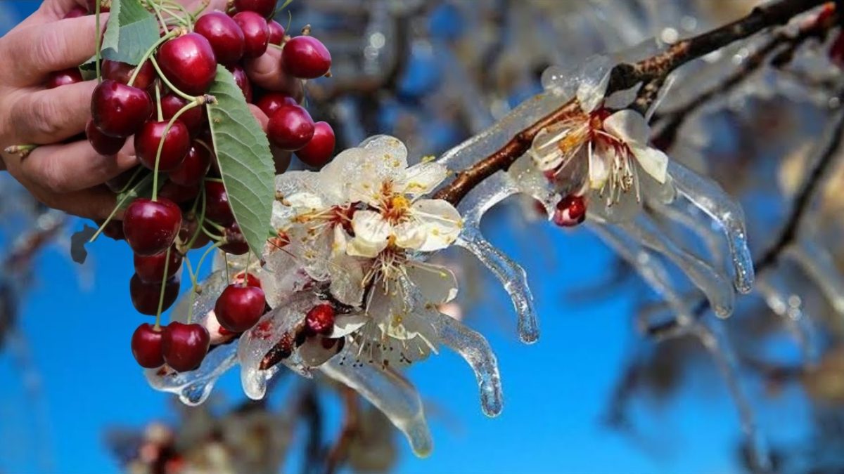 Zirai don kirazda kriz yarattı! Sadece kirazlar değil çiftçinin cebi de dondu: 61 bin ton ihracat kaybı yaşandı