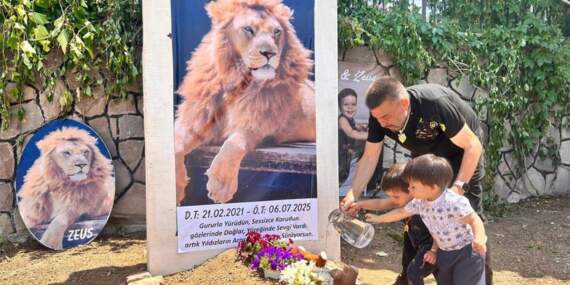 Hayvanat bahçesinden kaçan aslan Zeus’un ölümüne suç duyurusu