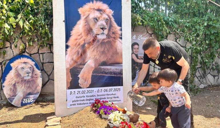 Hayvanat bahçesinden kaçan aslan Zeus’un ölümüne suç duyurusu
