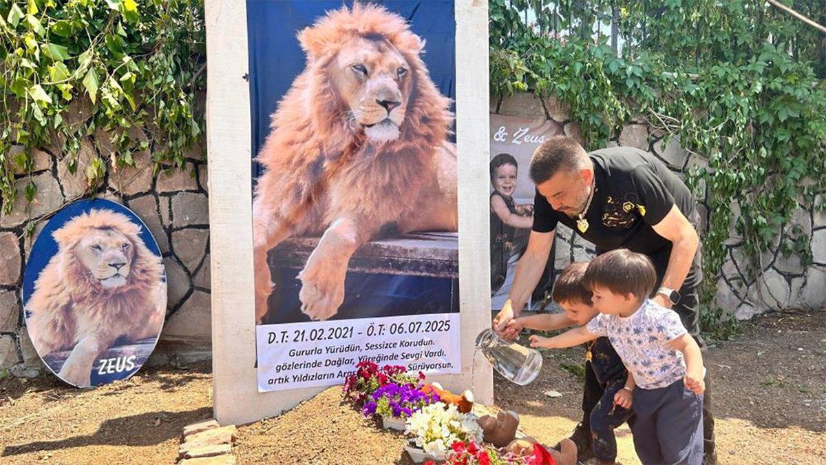 Hayvanat bahçesinden kaçan aslan Zeus’un ölümüne suç duyurusu