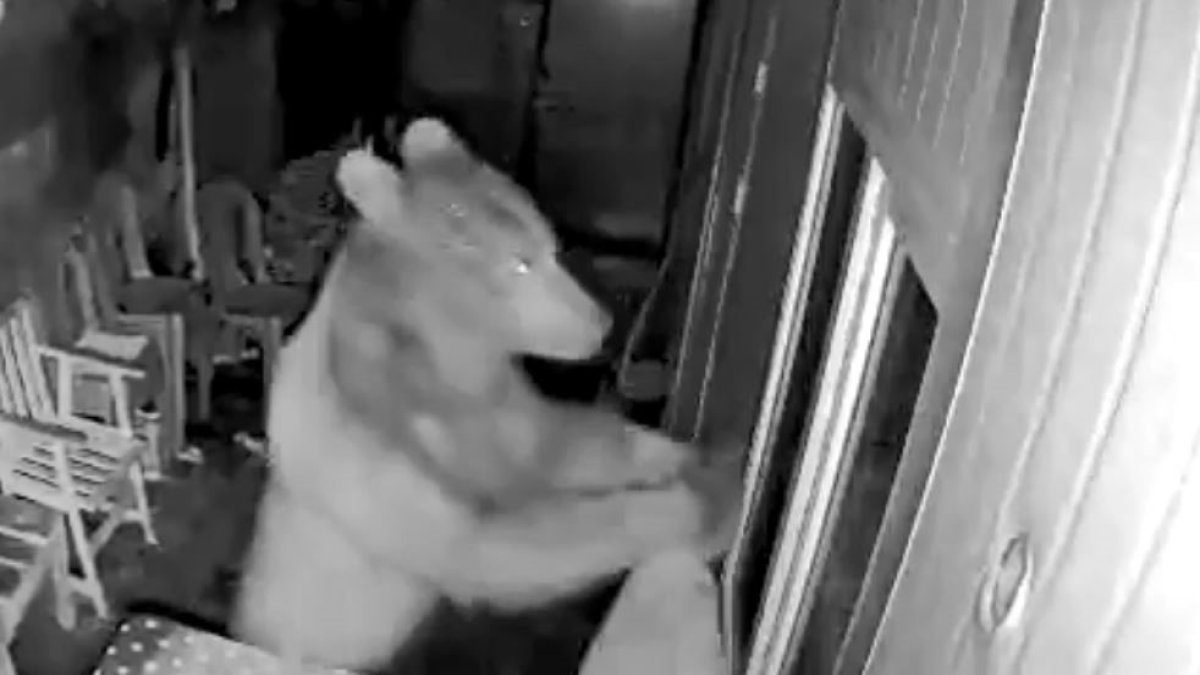 O ilimizde ayı paniği! Gece kulübeye girip yiyecek aradı