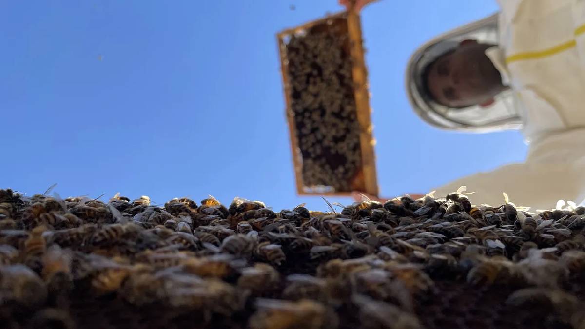 İlkbahar soğuk geçti, üretim etkilendi! En faydalı besinlerden biri: 2025 sezonunda verim %40 düştü