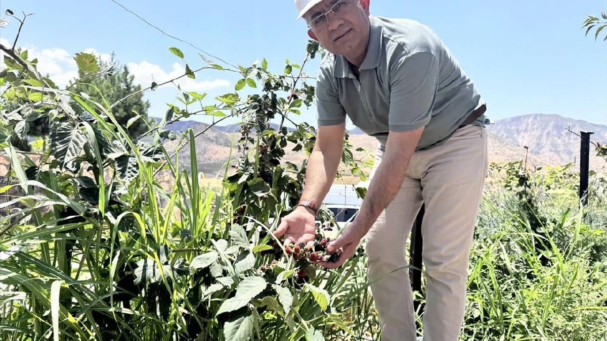 52 kere ektiler sonunda başardılar! 1800 rakımda zorlu hasat: Şimdi verim patlıyor, kapasiteyi 600 tona çıkarmak planlanıyor