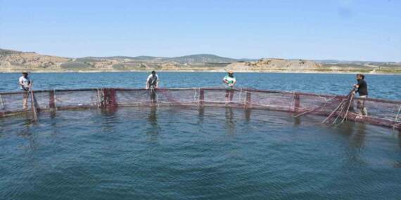 Deniz yok ama 225 ton balık üretiliyor! Çocukluk oyun alanı ekmek kapısına dönüştü! Yozgat’tan Rusya ve Japonya’ya…