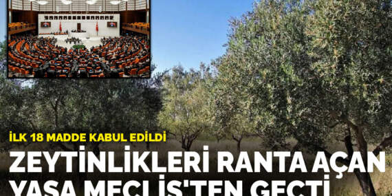 Zeytinlikleri ranta açan yasa Meclis’ten geçti: İlk 18 madde kabul edildi
