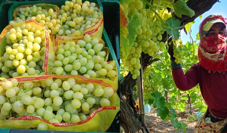 Sofraların vazgeçilmezinde sezon başladı! Bunu yiyen tadına doyamıyor: Kilosu 50 liradan satışa çıkarıldı