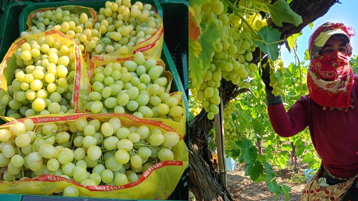 Sofraların vazgeçilmezinde sezon başladı! Bunu yiyen tadına doyamıyor: Kilosu 50 liradan satışa çıkarıldı