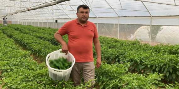 150 senedir ata tohumlarıyla büyüyor, hasadı yüz güldürüyor! Kilosu 250 TL’yi bulsa da herkes almak için sıra bekliyor