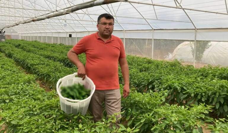 150 senedir ata tohumlarıyla büyüyor, hasadı yüz güldürüyor! Kilosu 250 TL’yi bulsa da herkes almak için sıra bekliyor