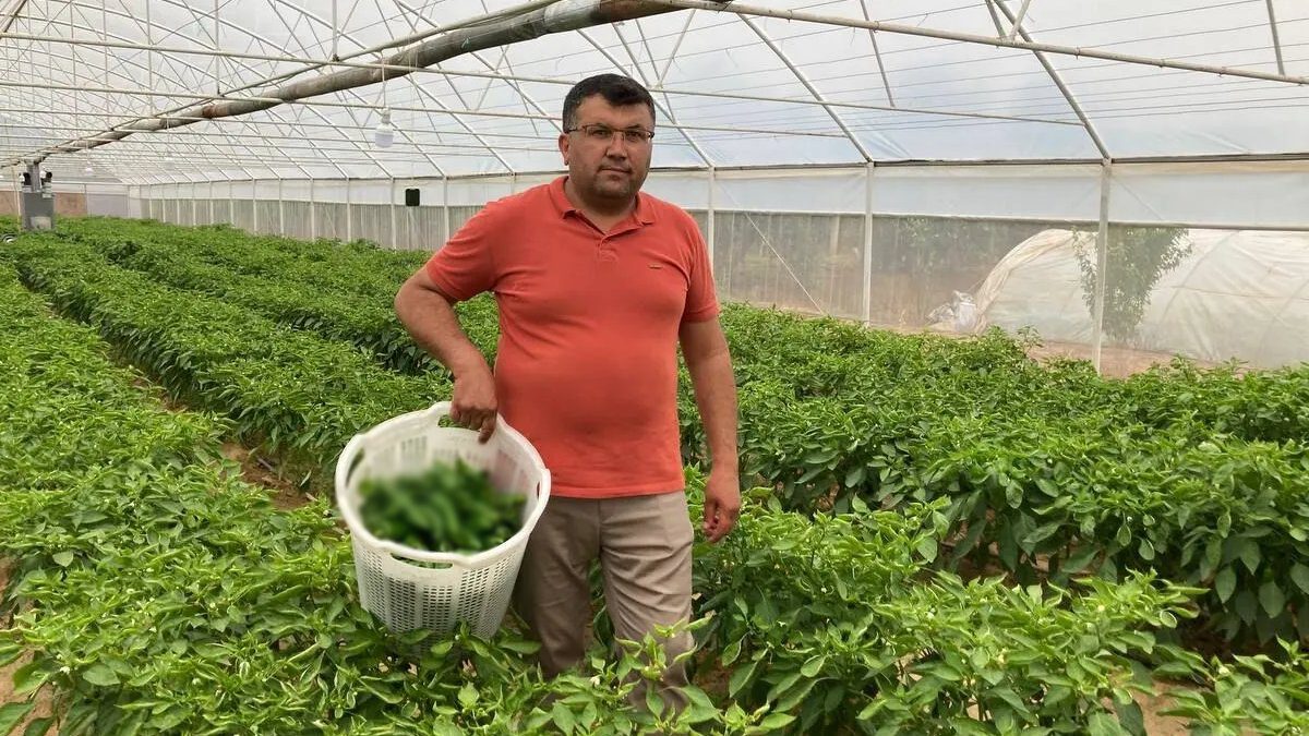 150 senedir ata tohumlarıyla büyüyor, hasadı yüz güldürüyor! Kilosu 250 TL’yi bulsa da herkes almak için sıra bekliyor