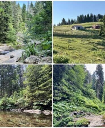 Bu yaylayı gören hayran kalıyor! Giresun’da doğanın kalbinde saklı cennet: Yürüdükçe manzara değişiyor