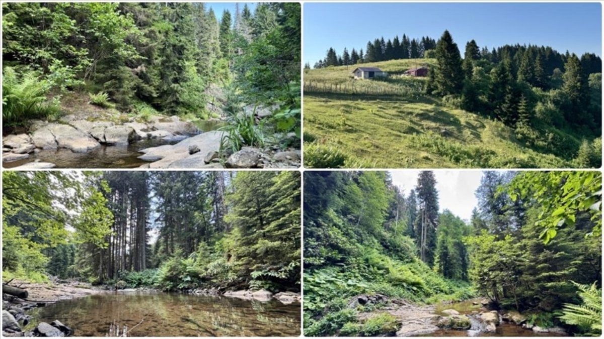 Bu yaylayı gören hayran kalıyor! Giresun’da doğanın kalbinde saklı cennet: Yürüdükçe manzara değişiyor