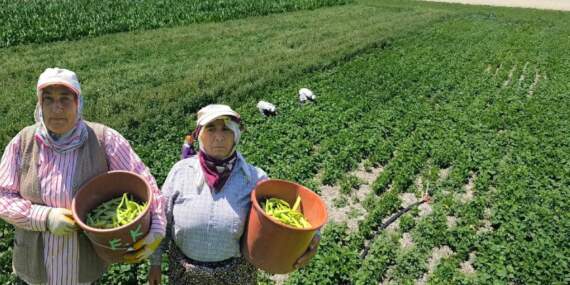 Köylü topluyor, market bekliyor! Geçen sene cep yakıyordu bu sene 15 liraya satılıyor: Kışlık yapacaklar kilo kilo alıyor