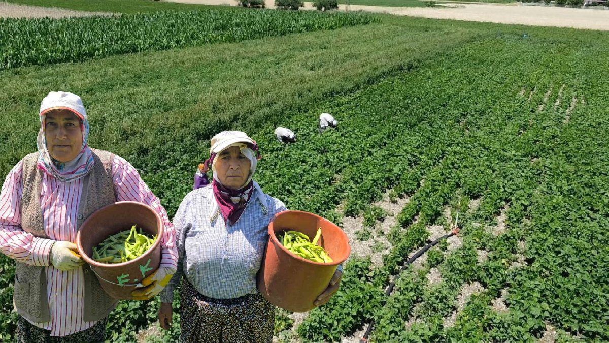 Köylü topluyor, market bekliyor! Geçen sene cep yakıyordu bu sene 15 liraya satılıyor: Kışlık yapacaklar kilo kilo alıyor