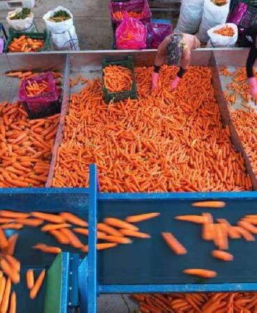 80 bin dekarda üretiliyor,%90’ı kadın emeğinden oluşuyor! Türkiye’nin ihtiyacı bu şehirden karşılanıyor