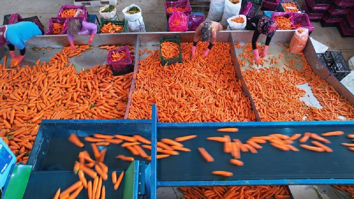 80 bin dekarda üretiliyor,%90’ı kadın emeğinden oluşuyor! Türkiye’nin ihtiyacı bu şehirden karşılanıyor