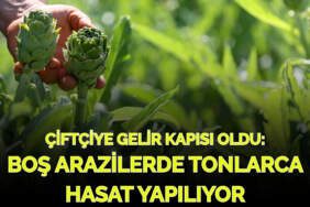 “Boş tarla” diye kimse dönüp bakmıyordu, şimdi gelir kapısı oldu! Bir günde tonlarca hasat elde ediyorlar