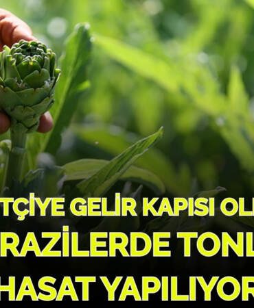“Boş tarla” diye kimse dönüp bakmıyordu, şimdi gelir kapısı oldu! Bir günde tonlarca hasat elde ediyorlar