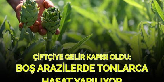 “Boş tarla” diye kimse dönüp bakmıyordu, şimdi gelir kapısı oldu! Bir günde tonlarca hasat elde ediyorlar