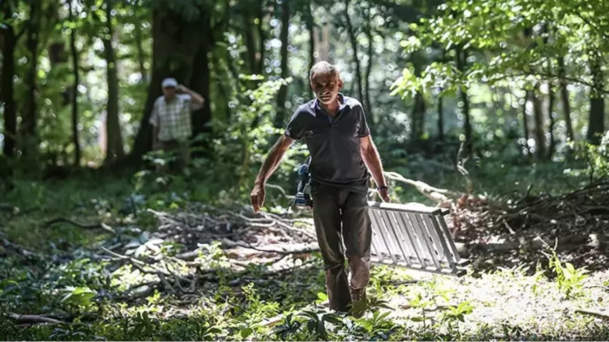 Bursa’nın gizli hazinesi! Karacabey Ormanlarında hasat ediliyor altın fiyatına satılıyor: Kilosu 1400 lirayı buluyor