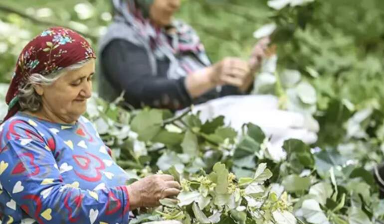 Ailecek orman mesaisi yapıyorlar, erkekler buduyor kadınlar topluyor! Kilosu 1400 TL’den 81 şehir yiyor
