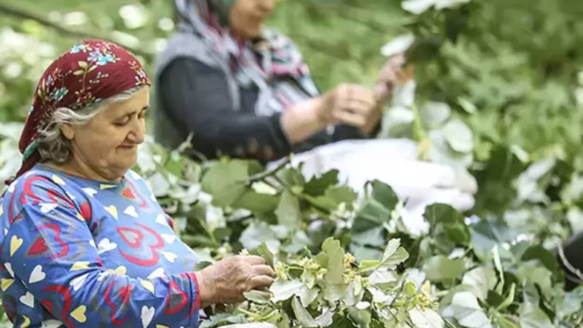 Ailecek orman mesaisi yapıyorlar, erkekler buduyor kadınlar topluyor! Kilosu 1400 TL’den 81 şehir yiyor