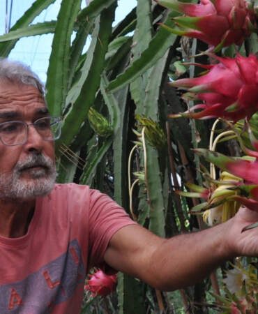 Türkiye’de yeni yeni popülerleşiyor, Mersin’de üretiliyor! Kilosu 200 liradan satılan bu meyve gelir kapısı oluyor