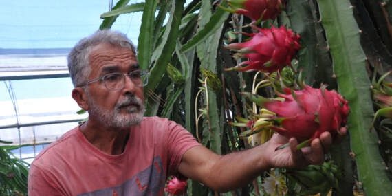 Türkiye’de yeni yeni popülerleşiyor, Mersin’de üretiliyor! Kilosu 200 liradan satılan bu meyve gelir kapısı oluyor