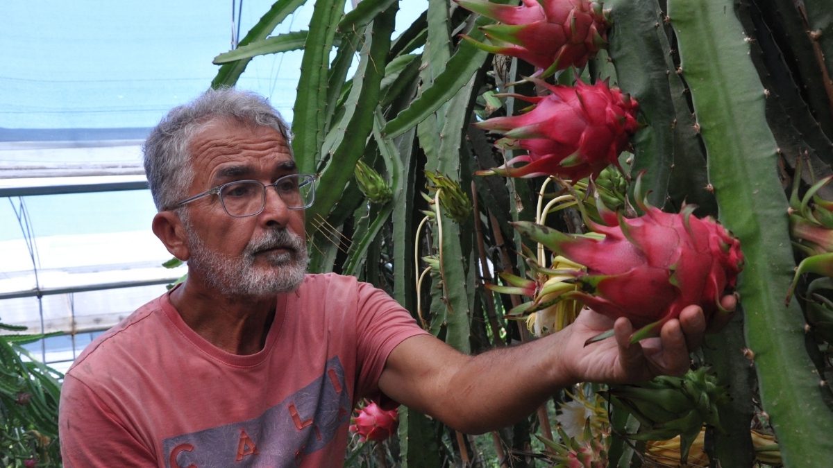 Türkiye’de yeni yeni popülerleşiyor, Mersin’de üretiliyor! Kilosu 200 liradan satılan bu meyve gelir kapısı oluyor