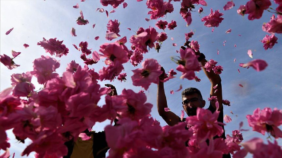 Tohumları bir baston içinde geldi, her yere yayıldı! Yağ, sabun, kolonya… Şehrin geçim kaynağı oldu