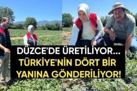 Düzce’de üretiliyor, Türkiye’nin dört bir yanına gönderiliyor: Dondurma kavunu üreticiyi mutlu etti, yoğun talep görüyor