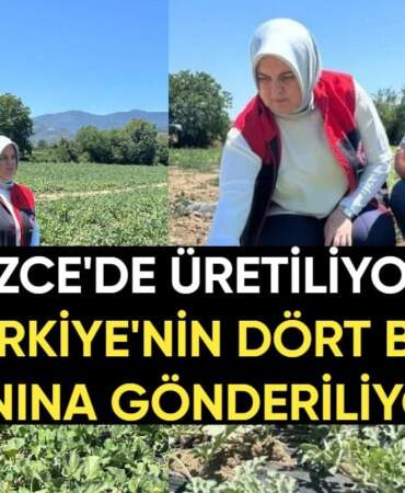 Düzce’de üretiliyor, Türkiye’nin dört bir yanına gönderiliyor: Dondurma kavunu üreticiyi mutlu etti, yoğun talep görüyor