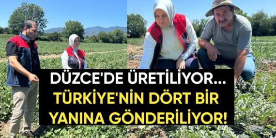 Düzce’de üretiliyor, Türkiye’nin dört bir yanına gönderiliyor: Dondurma kavunu üreticiyi mutlu etti, yoğun talep görüyor