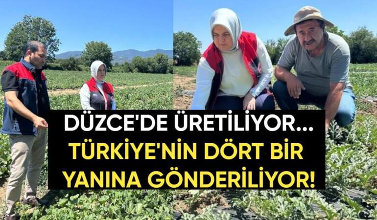 Düzce’de üretiliyor, Türkiye’nin dört bir yanına gönderiliyor: Dondurma kavunu üreticiyi mutlu etti, yoğun talep görüyor