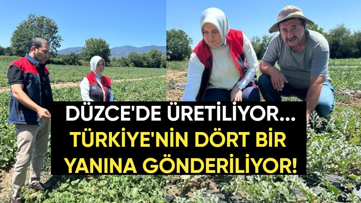 Düzce’de üretiliyor, Türkiye’nin dört bir yanına gönderiliyor: Dondurma kavunu üreticiyi mutlu etti, yoğun talep görüyor
