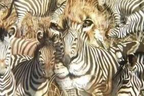 Gözünüz ilk neyi seçti? Aslan mı Zebra mı? Karakteriniz bu detayda saklı!