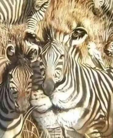Gözünüz ilk neyi seçti? Aslan mı Zebra mı? Karakteriniz bu detayda saklı!