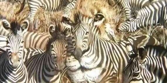 Gözünüz ilk neyi seçti? Aslan mı Zebra mı? Karakteriniz bu detayda saklı!