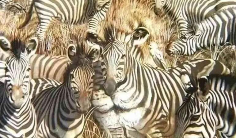Gözünüz ilk neyi seçti? Aslan mı Zebra mı? Karakteriniz bu detayda saklı!