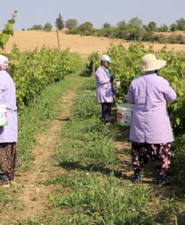 Tek tek toplanıyor, dizip bidonlara basılıyor! Yazın tazesi kışın salamurası yok satıyor! Kınalı yapıncakta hasat vakti